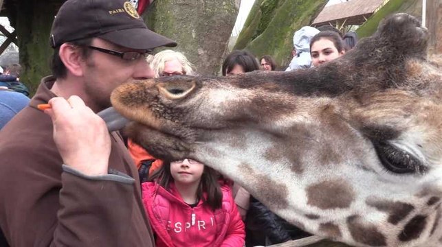 Rencontre avec les girafes de Pairi Daiza​