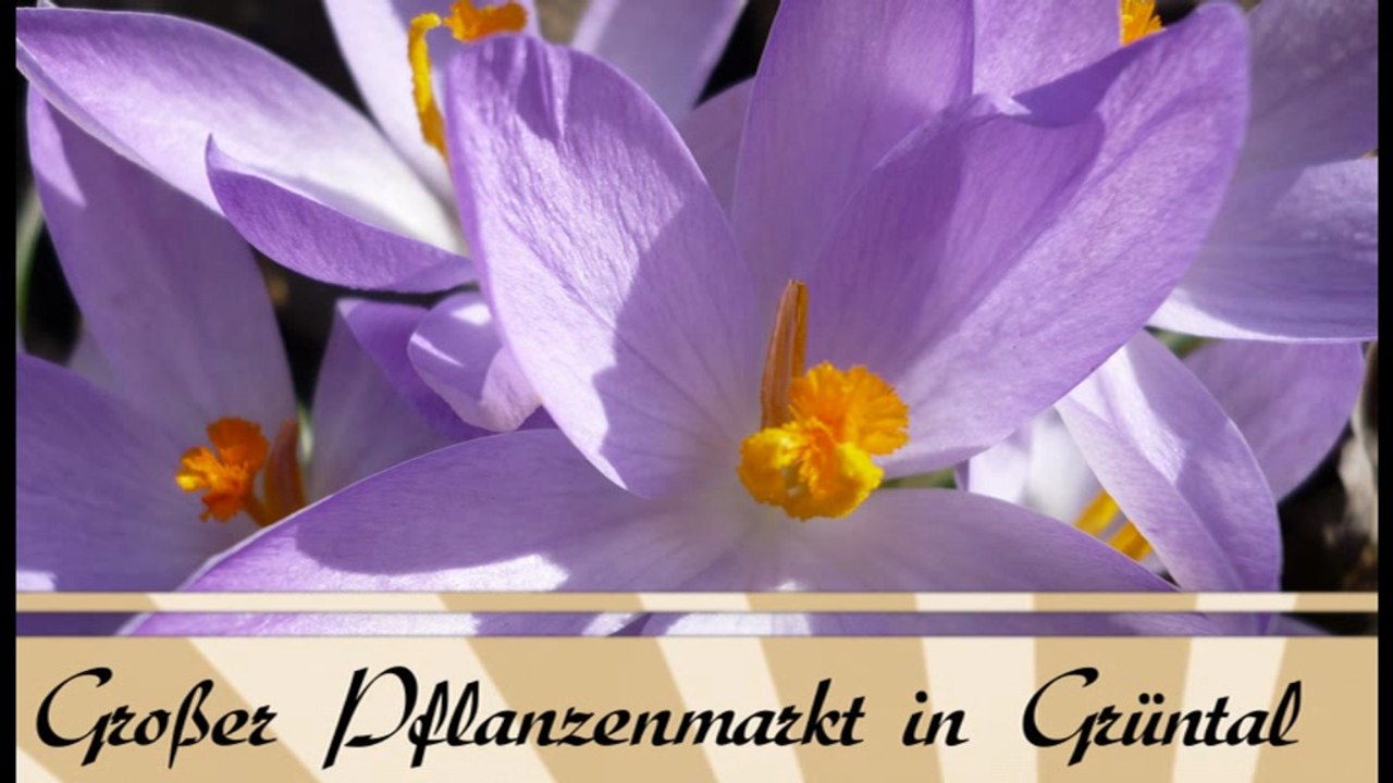 TIPP: 'Gärtnerfest und großer Pflanzenmarkt in Grüntal'