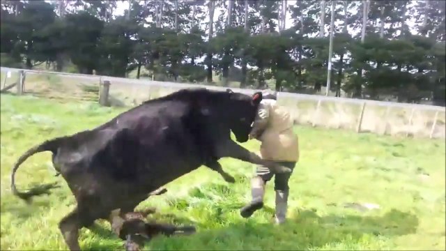 Il n'aurait pas du prendre ce veau dans ses bras... La maman n'aime pas trop ça