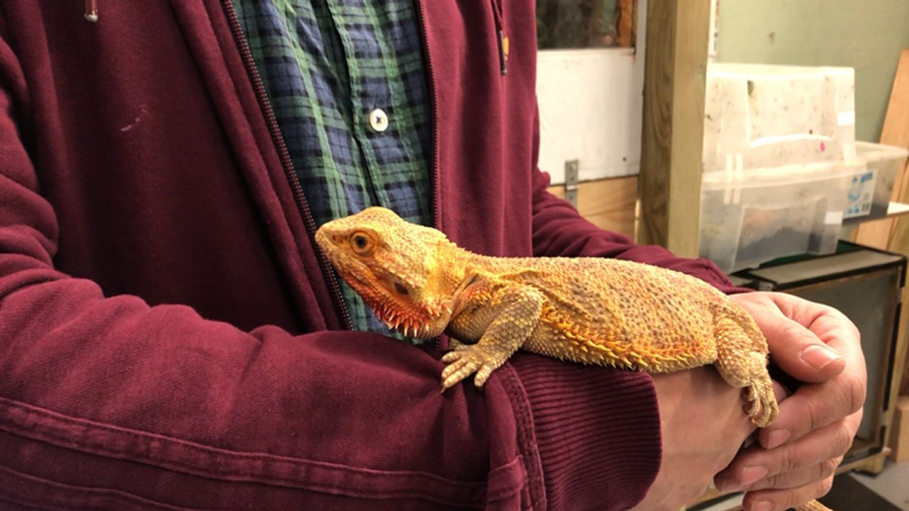 Bientôt la bourse aux reptiles
