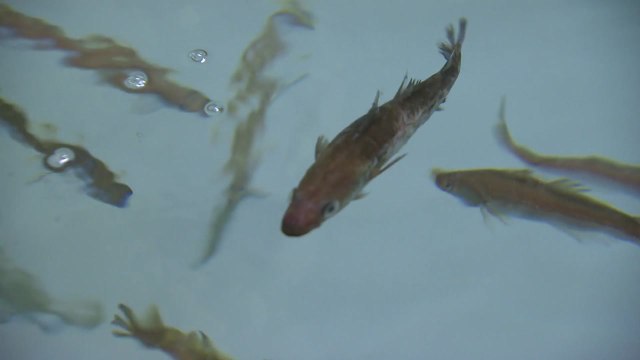 명태가 돌아왔다 강원도 고성 앞바다 2백마리 잡혀 / YTN