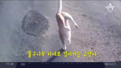 ‘물구나무 고양이’의 비밀