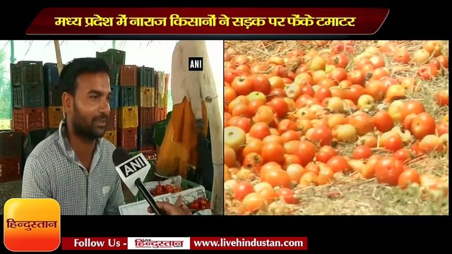 Angry farmers dump tomatoes on road after being hit by poor prices