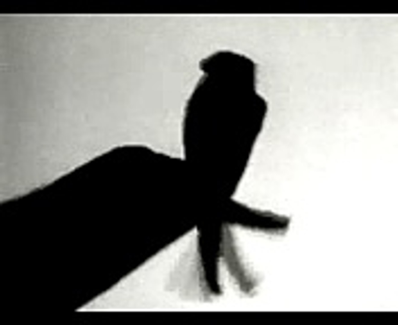 MagicHands Whatsapp Entertainment Videos