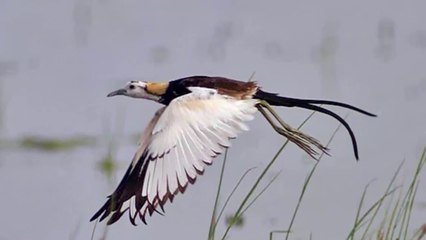 Gà lôi nước và chế độ mẫu hệ ngược ngạo trong sinh sản