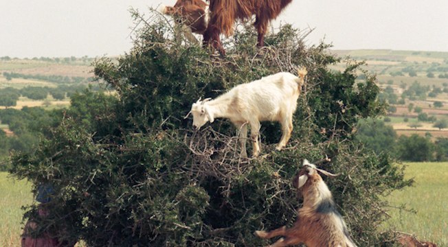 Maroc : des chèvres perchées au sommet des arbres