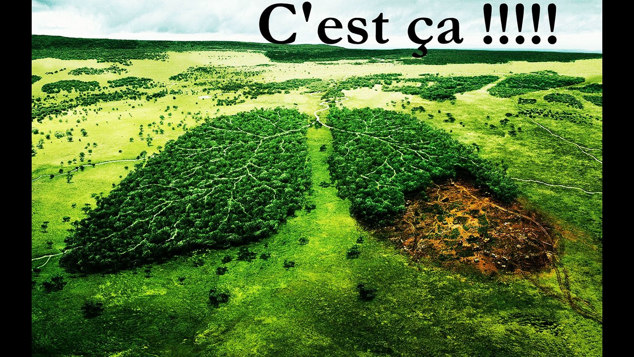 L'huile de palme : un danger pour ma santé ?