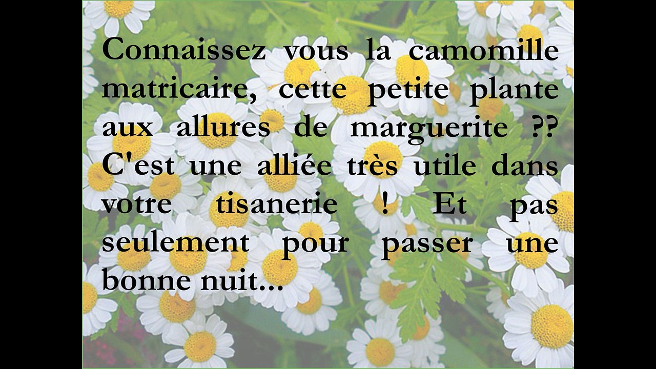 La camomille : pas seulement pour bien dormir