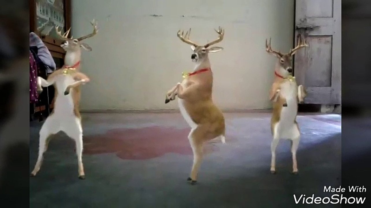 DEER DANCING  DHANUSH SONG VATAKARVADU