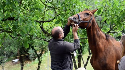 2017 Fête Syrius Opaline Opus 2 Le dentiste équin.