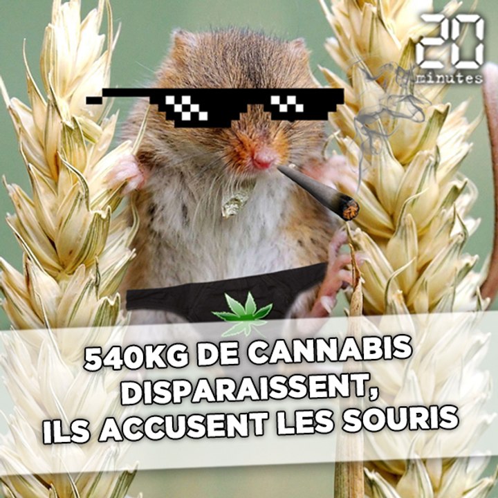 540kg de cannabis disparaissent, les policiers accusent les souris