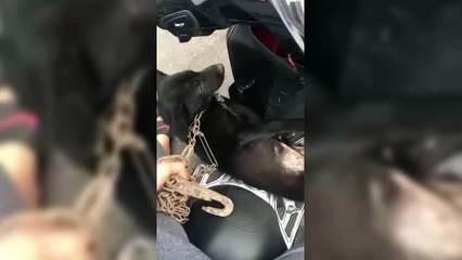 Biết mình bị đưa đi chích ngừa, Boss quyết nằm "ăn vạ" từ trên xe xuống tận dưới đất vì sợ