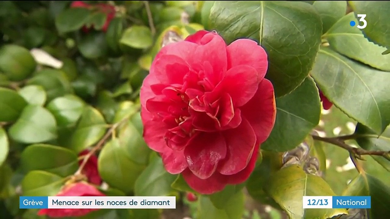 Grèves SNCF : menace sur les noces de diamant