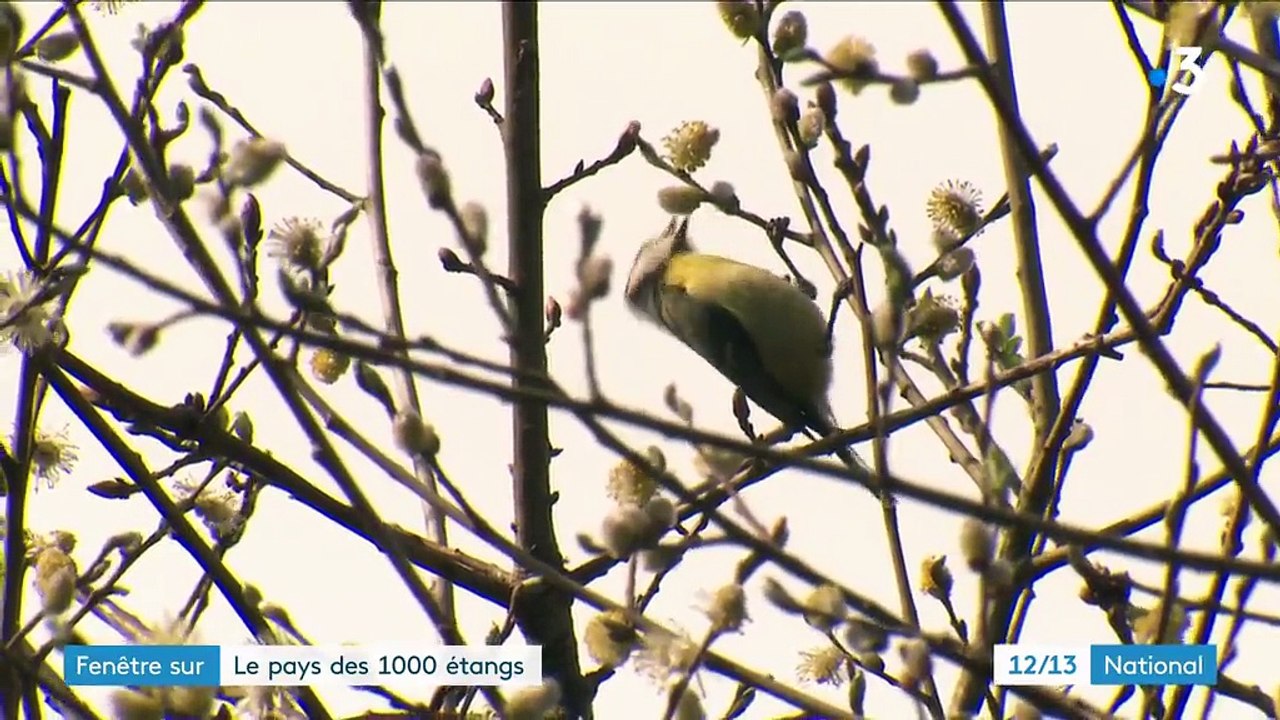 Indre : fenêtre sur le "pays des 1 000 étangs"