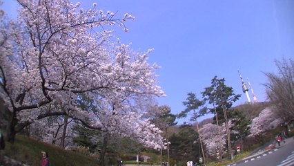 주말 비바람에 쌀쌀...막바지 벚꽃 볼 수 있나? / YTN