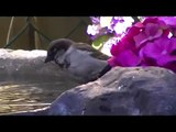 Mating Rituals English Sparrow