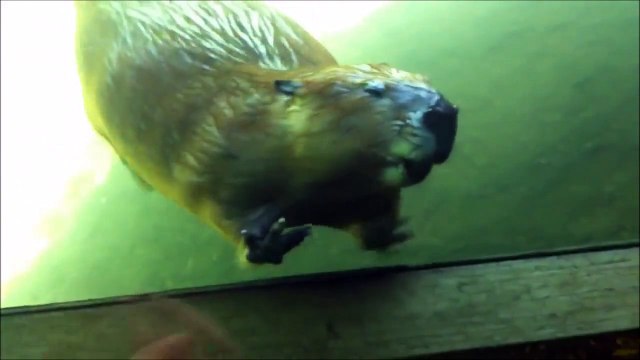 Ce castor adorable fait coucou au touriste