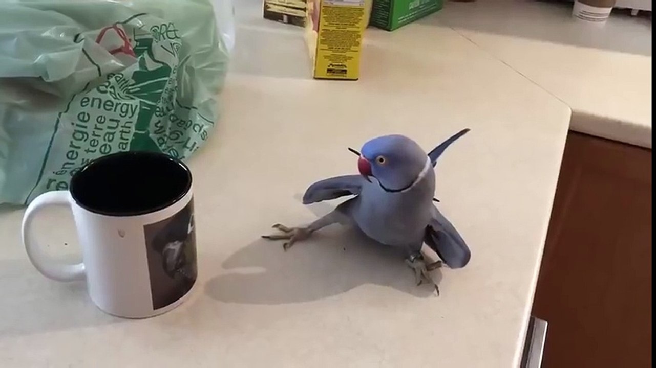 鳥がプリントされたマグカップを見たインコのときめきラブリーな行動にほんわかパッパ