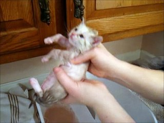 Kitten Bath- 1st Wash and Blow Dry- He Loves It!