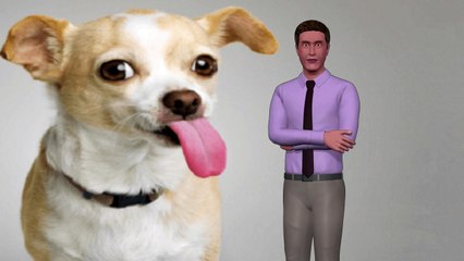 Question, Why Does My Dog Lick the Air? Answers