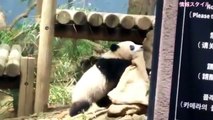 お気に入り「麻袋」で遊ぶシャンシャン(๑˃̵ᴗ˂̵)【パンダ】giant panda