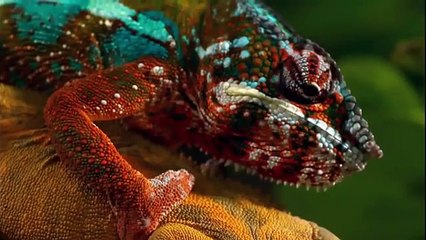 Amazing Animals Hidden Deep in the Jungle - Nature Documentary 2017
