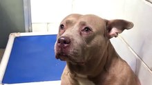Pitbull chorando comove milhares, mas é seu olhar quando é adotada que deixa todos maravilhados