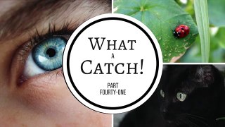 What a Catch! - Part 41(A Miraculous Ladybug Fanfiction)