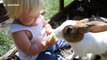 Toddler and rabbit take turns eating an apple until the rabbit gets tired of sharing