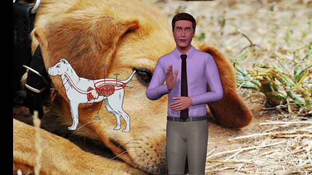 Causes of Urinary Infection in Dogs (Canine Urinary Infection)