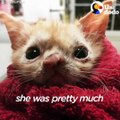 This kitten was born with an adorably smushed face — and a wild personality! She was found on the side of the road but landed in a home with the most loving mom