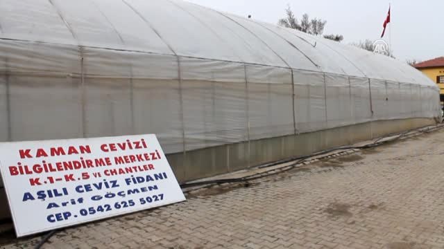 Kaman Cevizinde Aşı ile Çoğaltma Dönemi