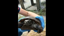 LIVE: This gopher tortoise was rescued after being found outside of his natural habitat with an infection. Today he’s getting a check up a at South Florida Wild