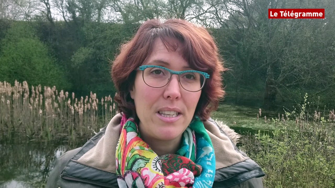 Grenouilles. Un label pour les protéger dans les mares de Bretagne.