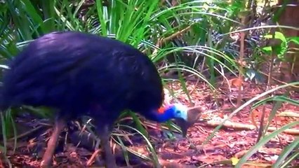 10 Ancient Flightless Birds Still Surviving Today