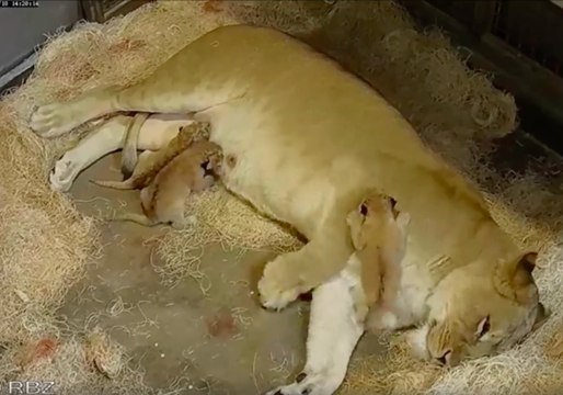 Riverbanks Zoo in South Carolina Welcomes Three New Lion Cubs