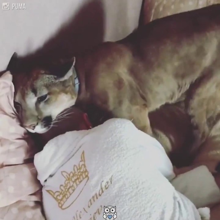 Mieux qu'un chat, cet homme vit avec un puma... Animal de compagnie adorable