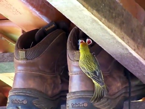 Ces oiseaux malins ont choisi un drôle de nid... Adorable
