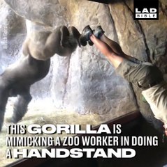 Ce gorille imite ce que fait son soigneur... Adorable