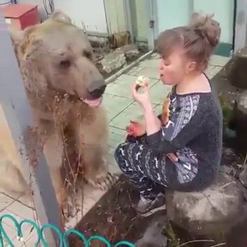 Un animal de compagnie un peu encombrant : gros ours
