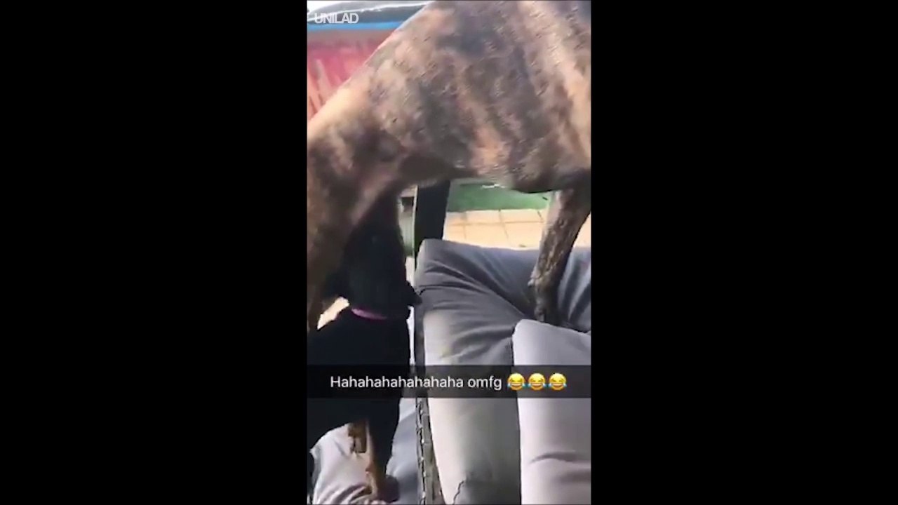 Ce chiot voit un truc dépasser et croque dedans... Douloureux pour papa