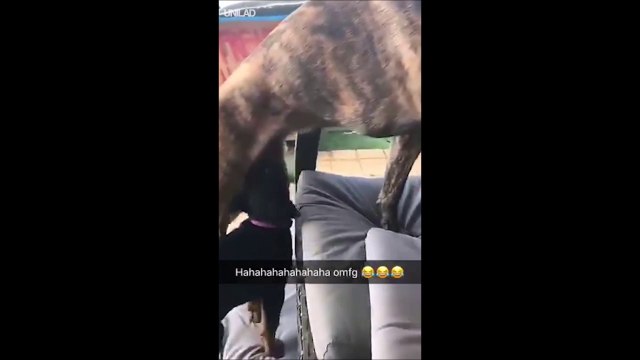 Ce chiot voit un truc dépasser et croque dedans... Douloureux pour papa