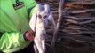 Cet éleveur a trouvé une chèvre avec un visage démoniaque... Terrifiant!