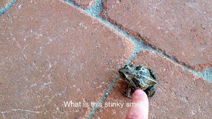 Cette petite grenouille est très en colère
