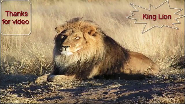 Snake Documentary Animals Documentaries = Rivers Owners and Lion - Hippos, Crocs, Lions = Wildlif