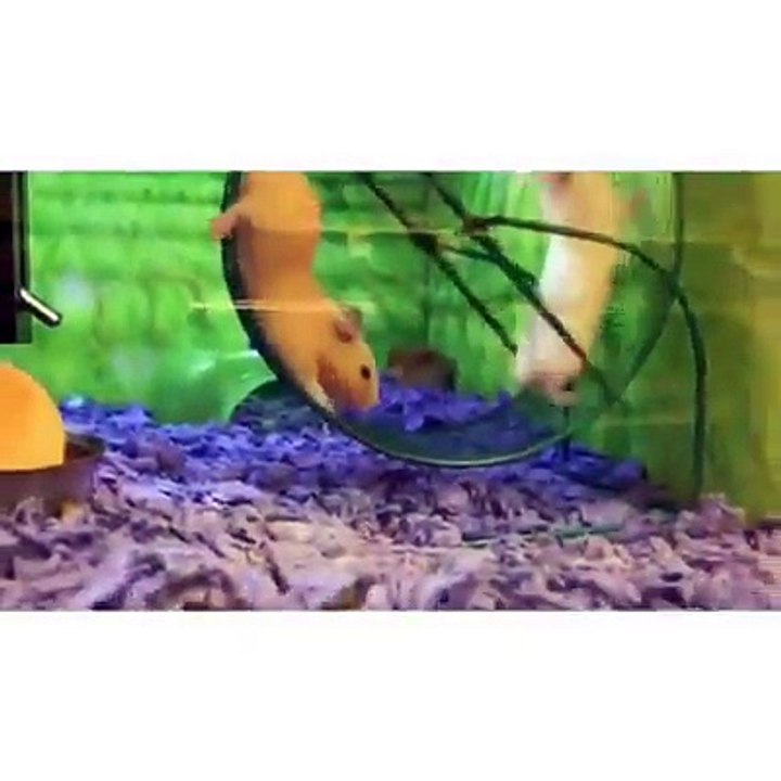 La Carmelita. - No Puedo!! JA JA JA JA JA