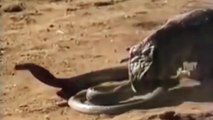 Amazing King Cobra Save Baby Crocodile From Dragon Komodo Hunting   Animals Save Other Animals