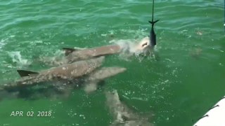 Amazing Shark Encounter!