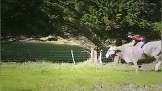 Funny Video: This Cow Thinks It's a Horse | A little bit of this a little bit of that