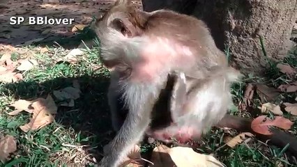 Monkey Cry Before Give Birth To Baby Newborn